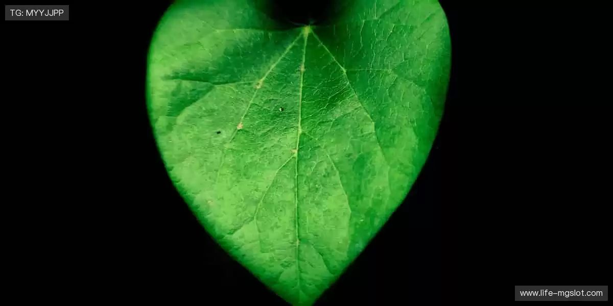 🏆 见证每一刻荣耀，体育赛事官网，让热爱永不缺席！